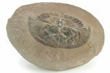 Rare, Carboniferous Horseshoe Crab (Euproops) - England #231956-1